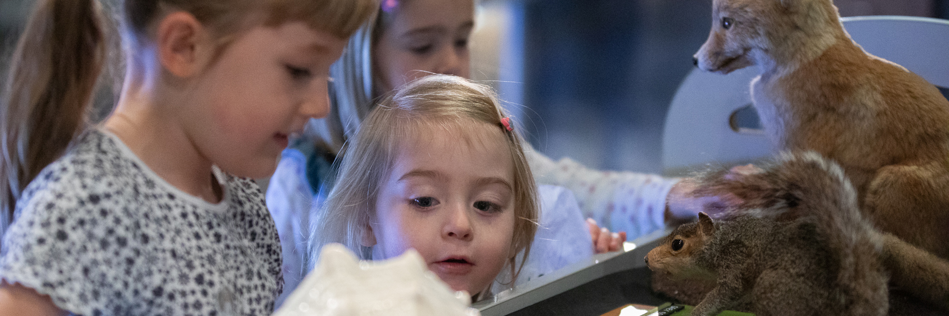 A group of children look at at objects including taxidermy animals and shells 