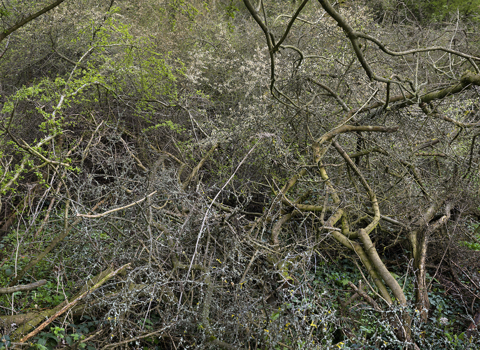 A natural scene focusing on a dense, tall hedgerow. Photographed in high definition at close range so that the twigs and branches form a pattern.