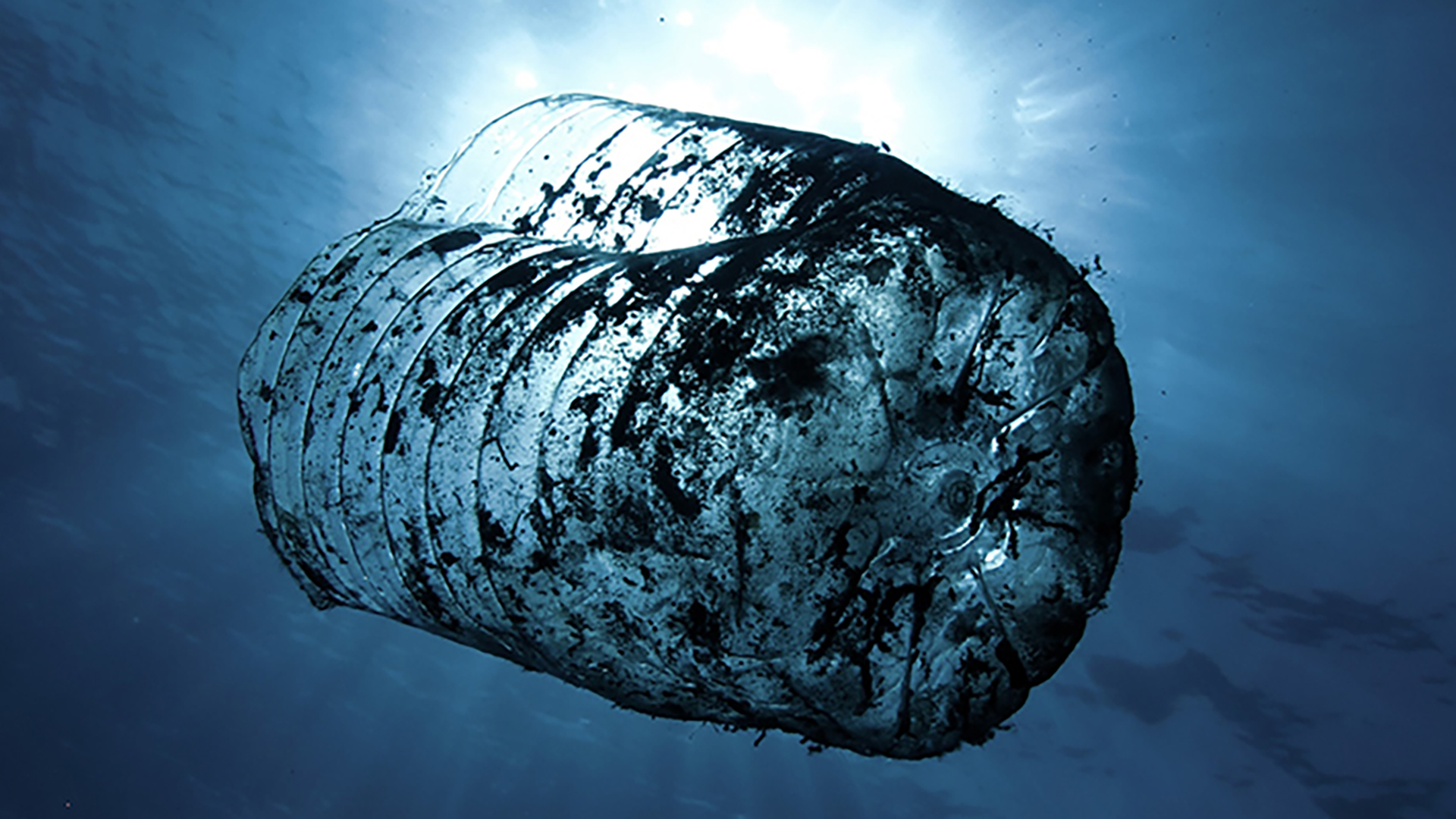 Half a plastic bottle covered in algae growth shown from underneath floating in the sea. 