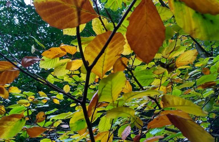 A close up photograph of a tree with orange, green and brown leaves 