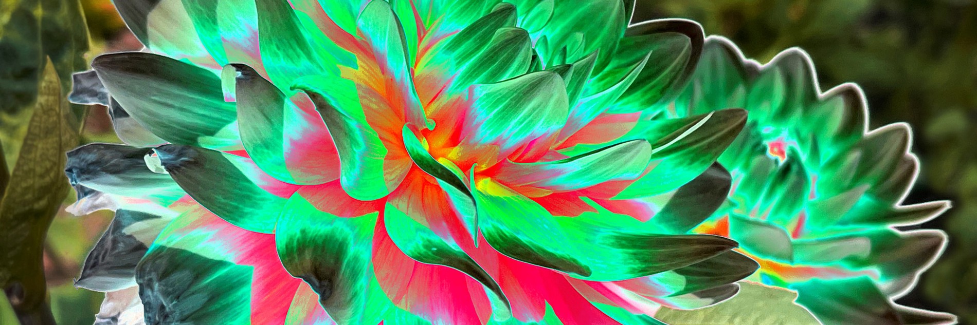 A luminescent photograph of a flower, with neon green and pink petals.