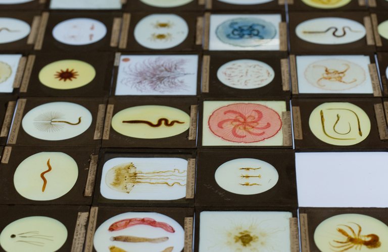 A series of specimen slides presenting natural science specimens in circular apertures