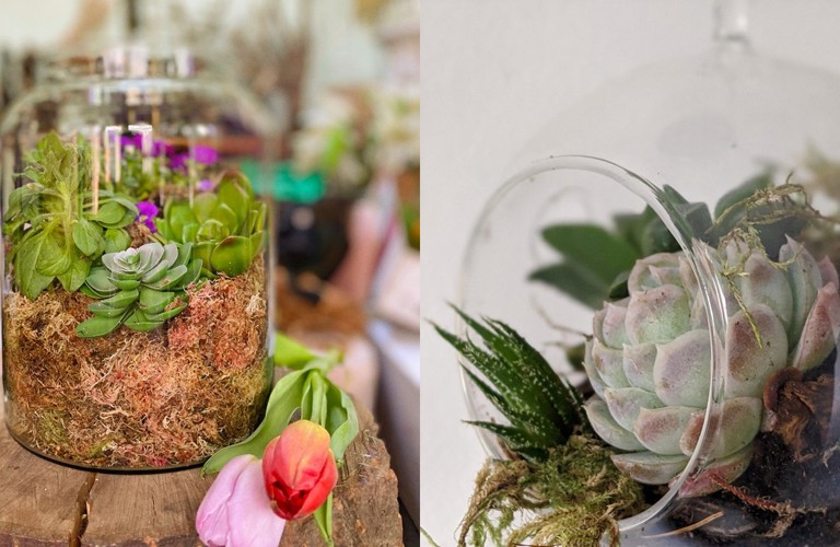 A composite image of two terrariums. The one of the left is in a jar, stood on wood. The one on the right is suspended and is circular in shape. Each have succulents in.