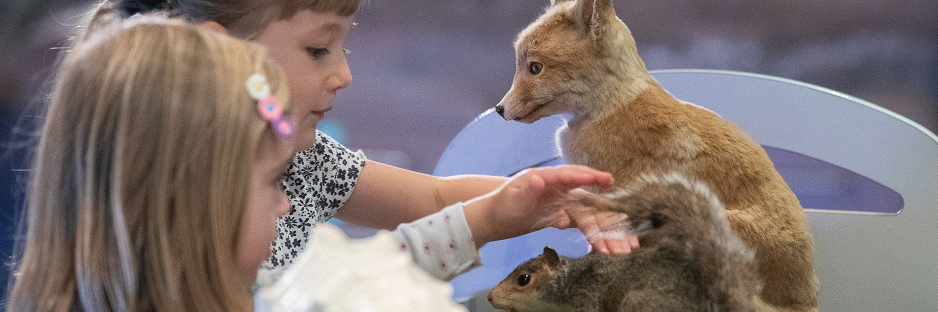 Two children interact with an examples of museum taxidermy including a squirrel and a fox cub.
