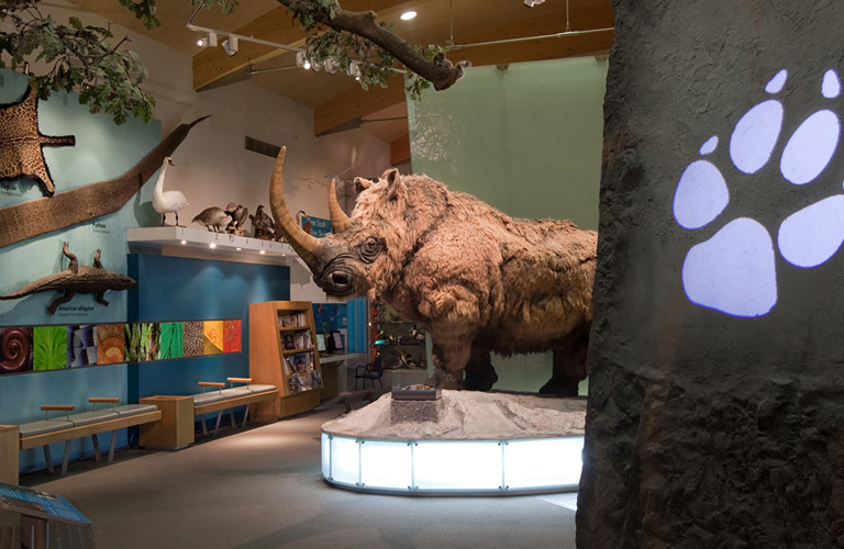 The What On Earth gallery with various taxidermized animals and birds on the wall. The centerpiece is a lifesized model of a Woolly Rhino.