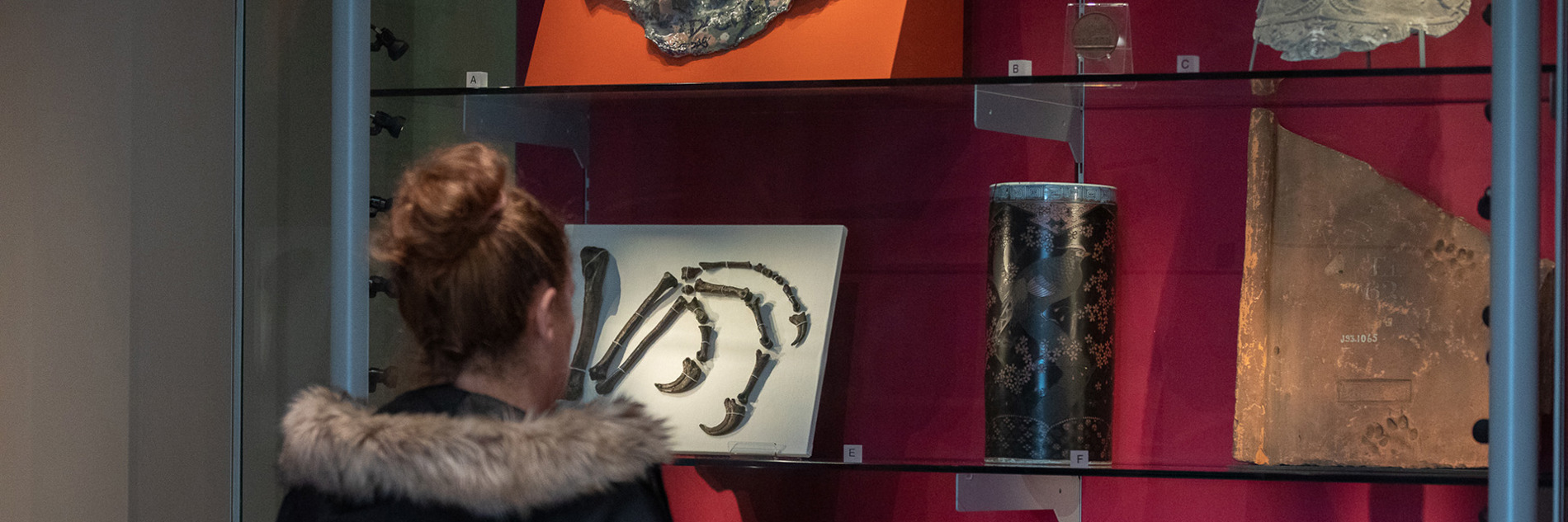 An adult looking at various items on a shelf in a display case