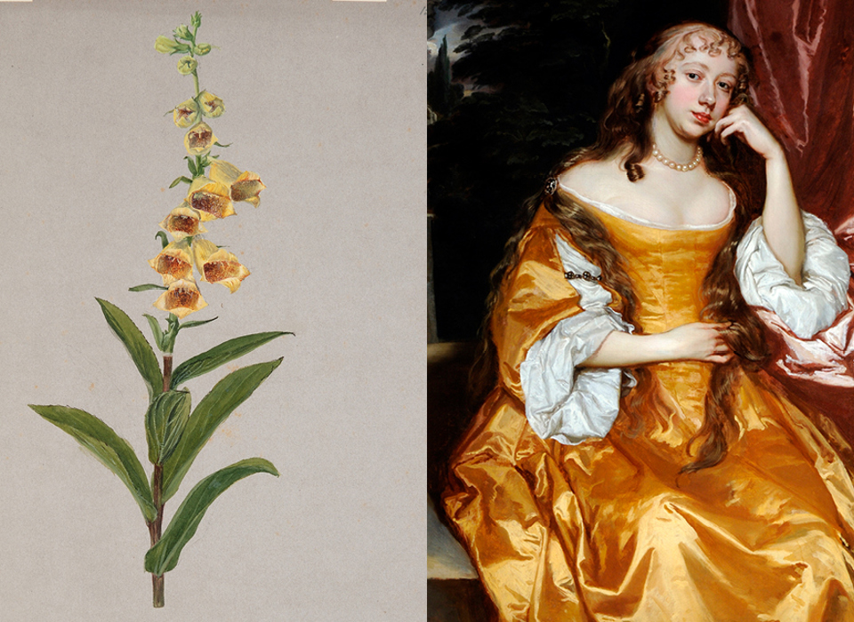 A composite image featuring, L-R: a colour ornithological illustration of a parrot; a blue sculptural form in the shape of a chalice; a colour botanical illustration of a foxglove, a historic painting of a woman in a ochre yellow dress.