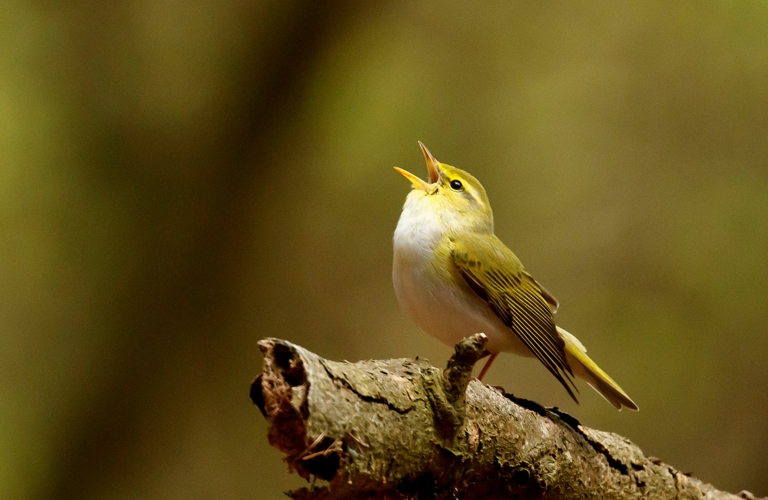 A photograph of a wood warbler (a small bird with a white belly, yellow body and a few darker brown feathers) perched on top of a branch, with it's beak open towards the sky.