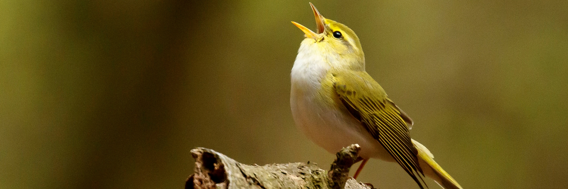 A photograph of a wood warbler (a small bird with a white belly, yellow body and a few darker brown feathers) perched on top of a branch, with it's beak open towards the sky.
